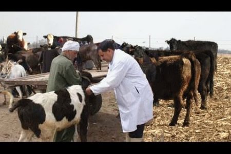 محافظ  القليوبية: تحصين 17170 في الحملة القومية ضد الحمى القلاعية والوادي المتصدع