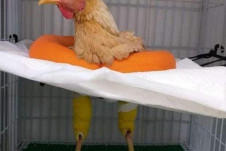 نقيب البيطريين يقرر إحالة البيطرى صاحب “جراحة الدجاجة” بالبحر الأحمر للتحقيق